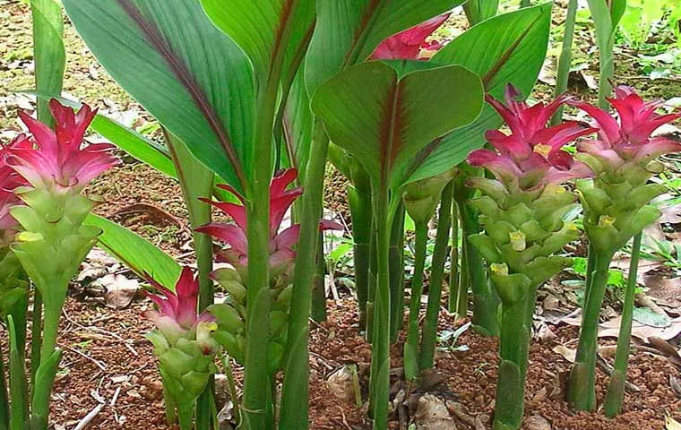 گیاه قرص جدوار