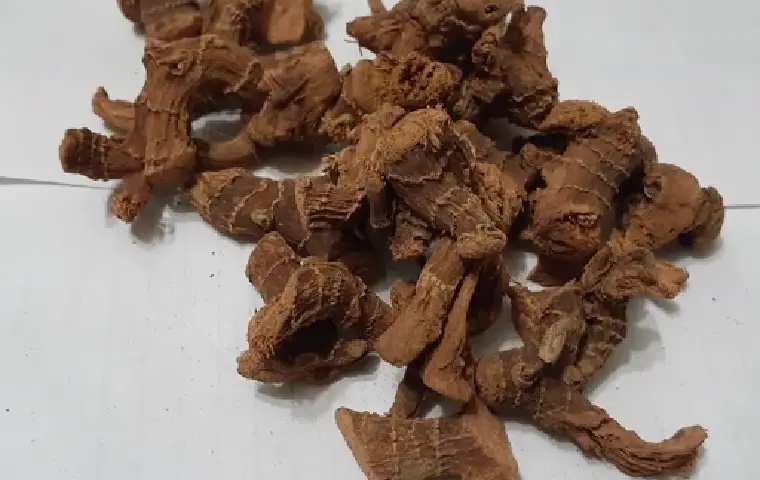 ریشه خولنجان که خاصیت دارویی دارد