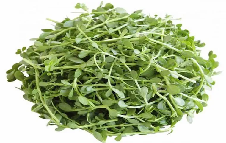 ساقه و برگ گیاه گوتوکولا
