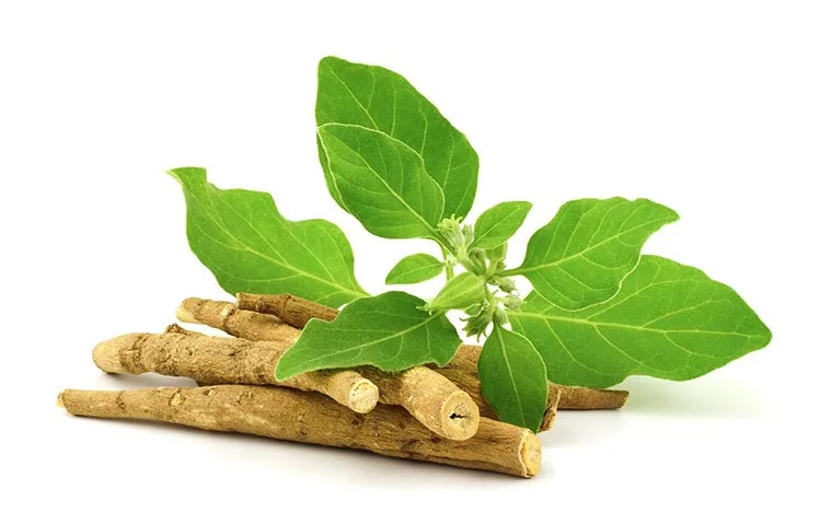 گیاه سبز بوزیدان در کنار گیاه خشک آن