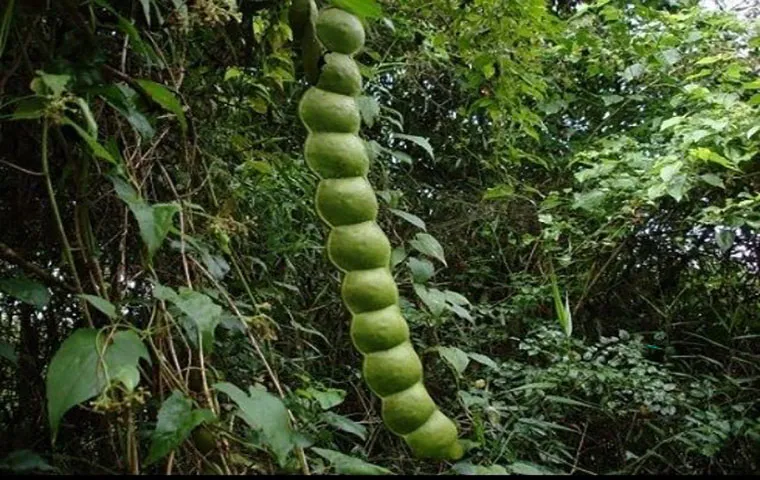 درخت گیاه بلادور هندی