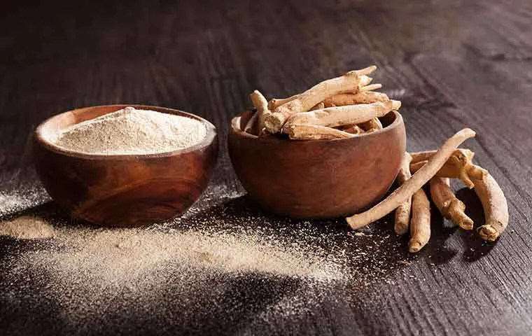 یک پیاله گیاه خشک بوزیدان و پودر آن در پیاله دیگر