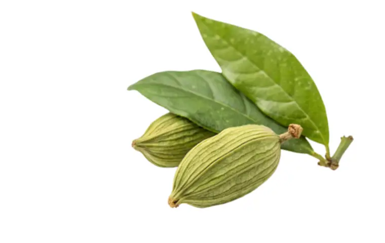 هل سبز هندی و برگ آن