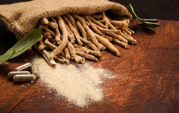 گیاه خشک بوزیدان و پودر آن در داخل کیسه
