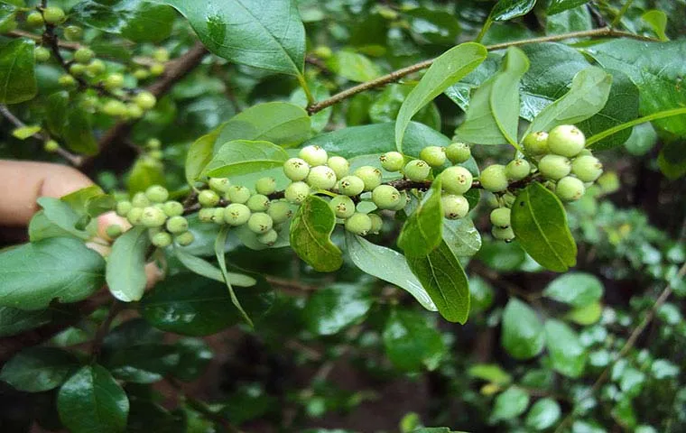 گیاه مقل ارزق