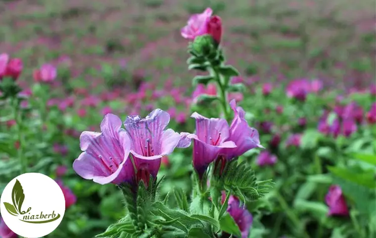 گل گاو زبان تازه که توسط نیاز هرب خریداری می شود.