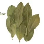 تعدادی برگ بو سالم