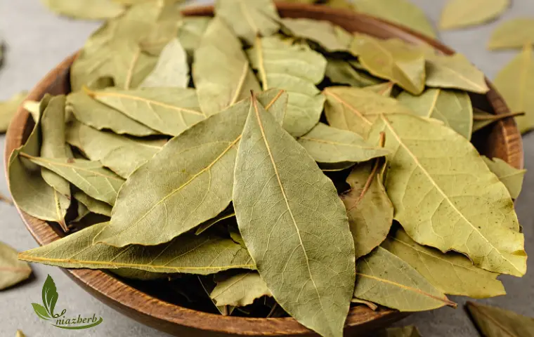 برگ بو در یک ظرف چوبی به تعداد زیاد