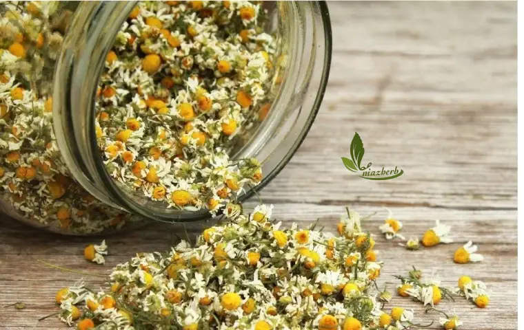 بابونه خشک ریخته شده از ظرف شیشه ای