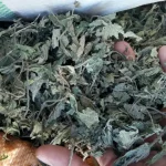 گزنه خشک عمده شرکت نیازهرب در دست و کیفیت بالای آن