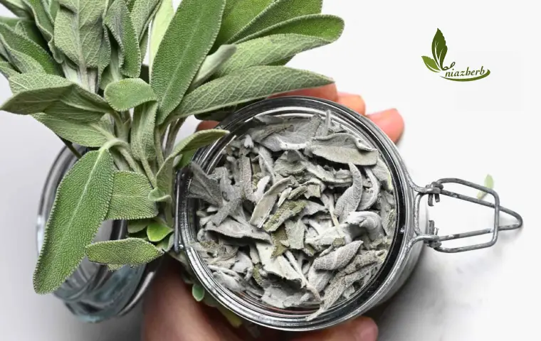 مریم گلی خشک شده درون یک ظرف شیشه ای در کنار برگ های تازه این گیاه