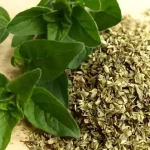 بادرنجبویه خشک شده در کناربادرنجبویه تازه