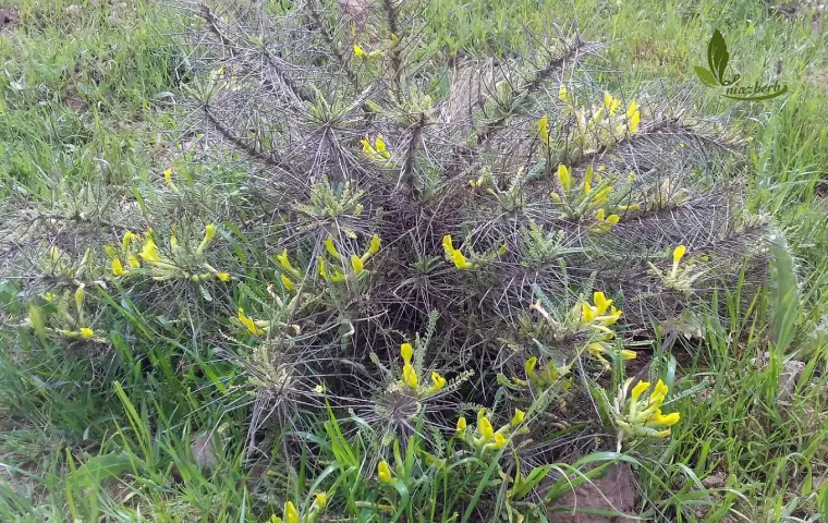 گیاه گون برای برداشت کتیرا خرمنی در اصفهان