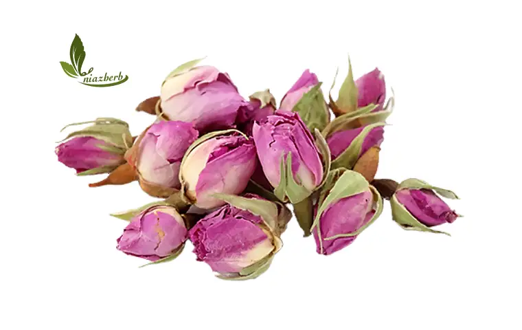 غنچه گل محمدی داراب زمینه سفید