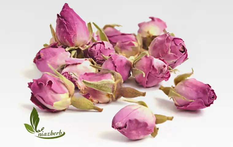 غنچه گل محمدی لاله زار کرمان