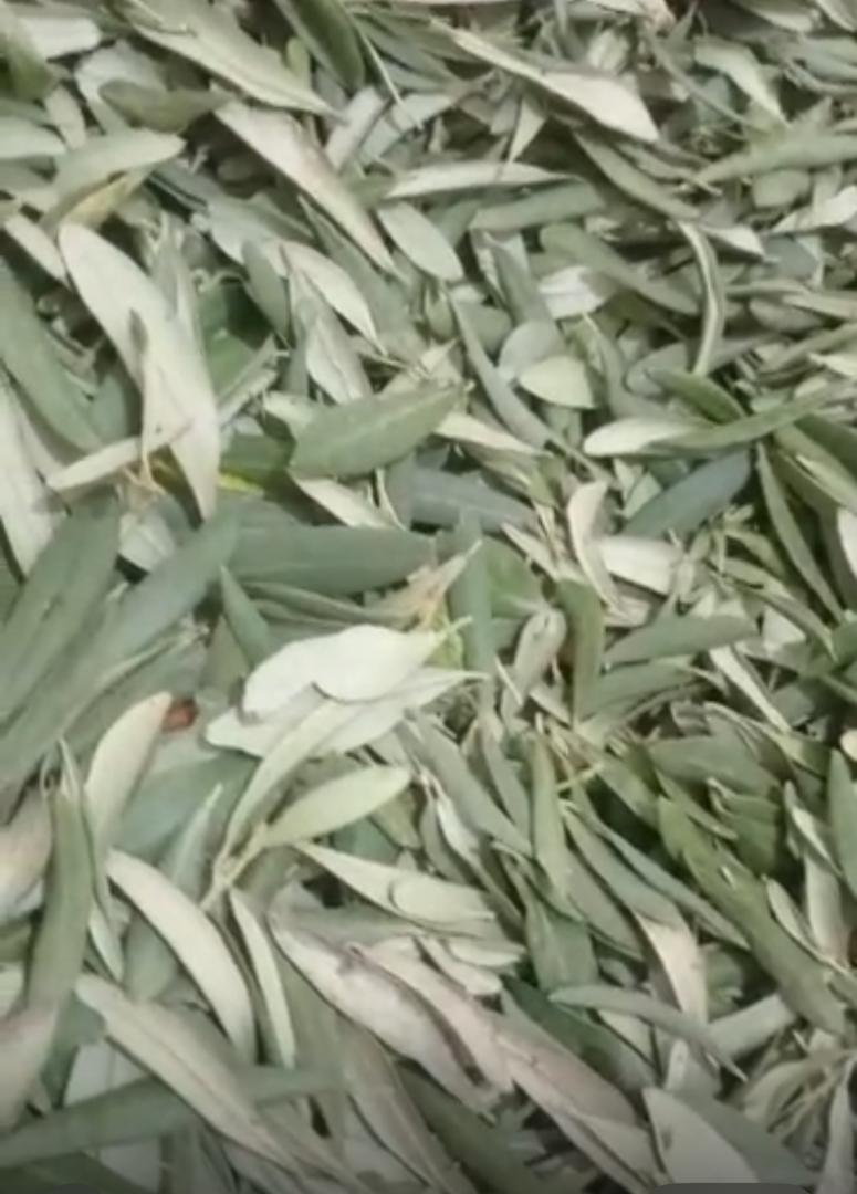 WhatsApp Image 2025-12-01 at 18.14.36