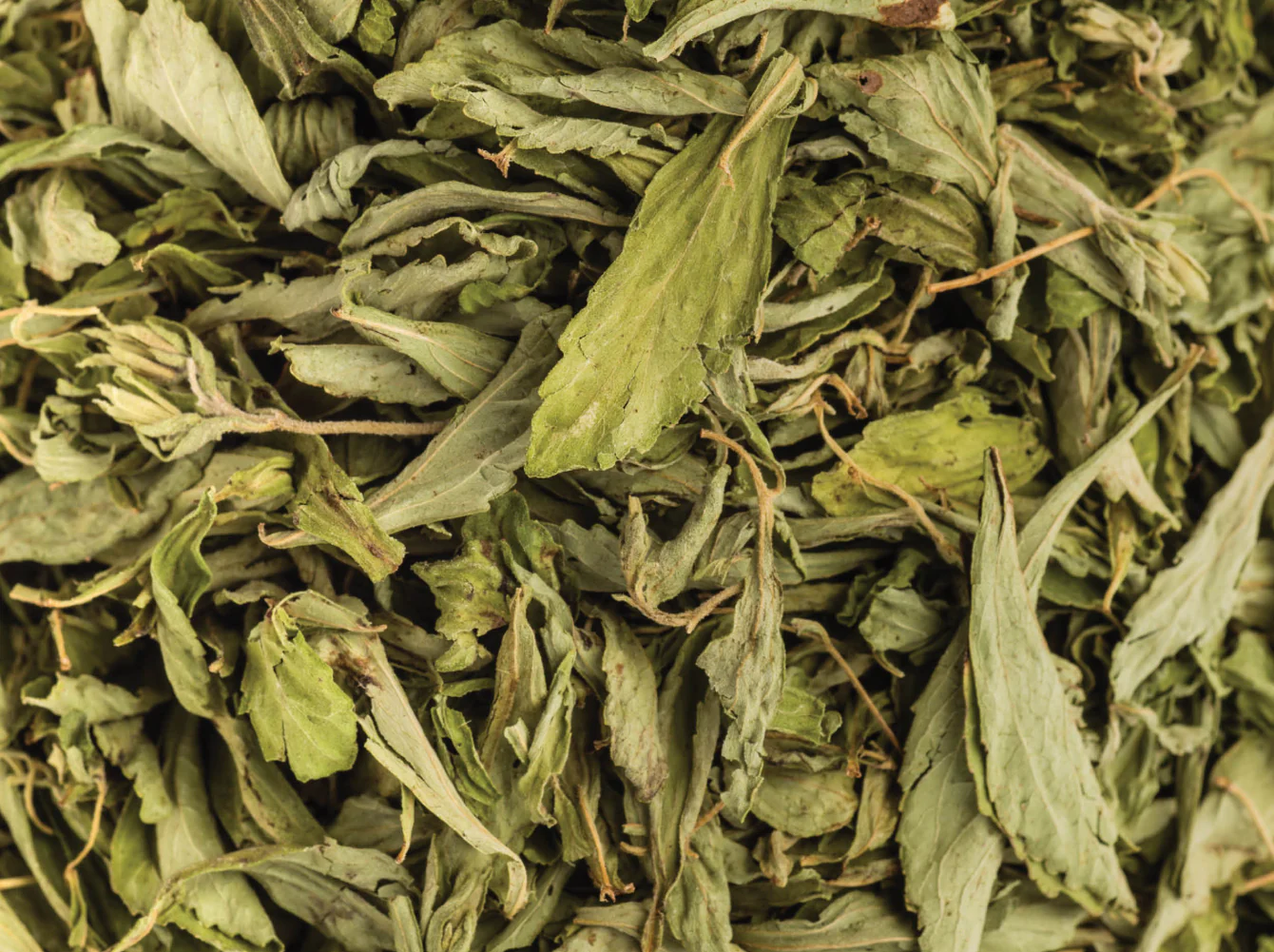 Stevia_2_1340x1001_crop_center